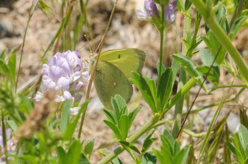 Western Sulphur (Colias occidentalis)