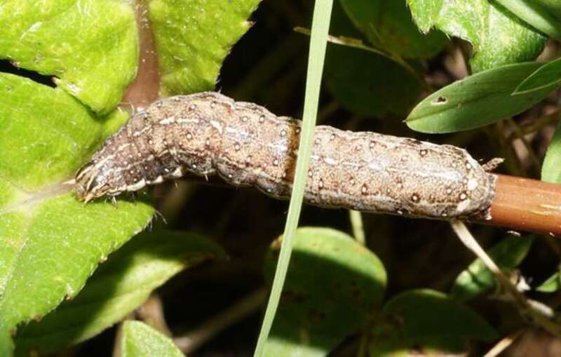 Mobile Groundling (Condica mobilis) larva. Species of insect.