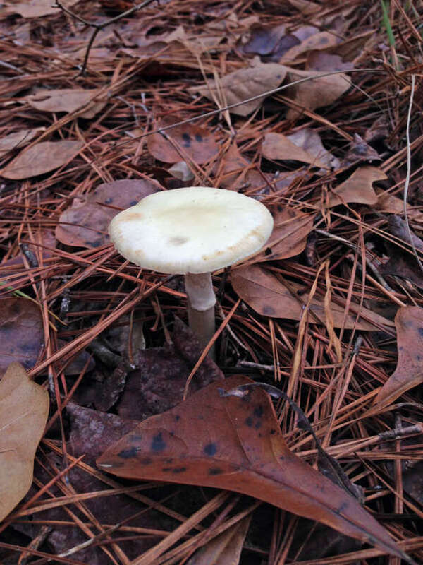A mushroom in Congaree National Park in South Carolina.