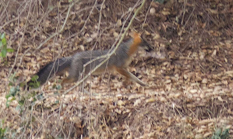 Gray fox