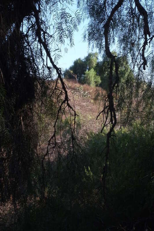 a hillside in Coyote Hills, Fullerton, CA, seen through pepper tree branches
