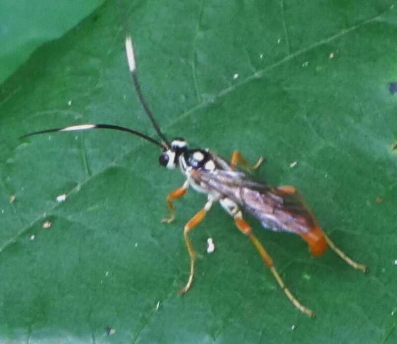 Cratichneumon w-album