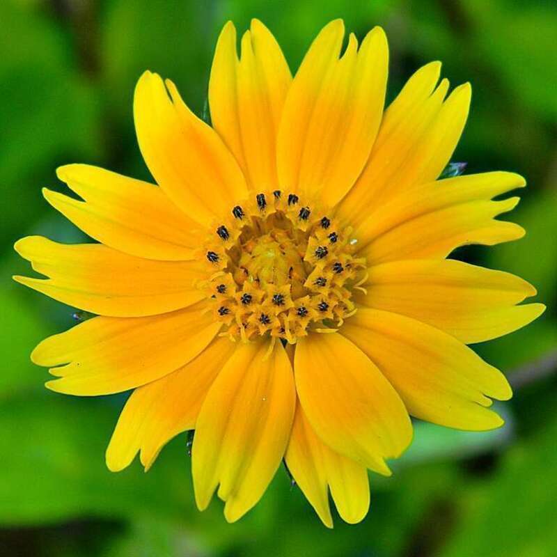 Another lovely invasive &quot;weed&quot;. This one is part of a community blooming in the parking lot at MacArthur Beach State Park, North Palm Beach, Florida.