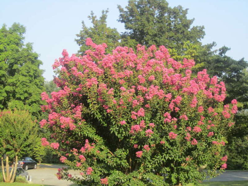 I took photo with Canon camera at James Monroe's Ashlawn near Charlottesville, VA.
