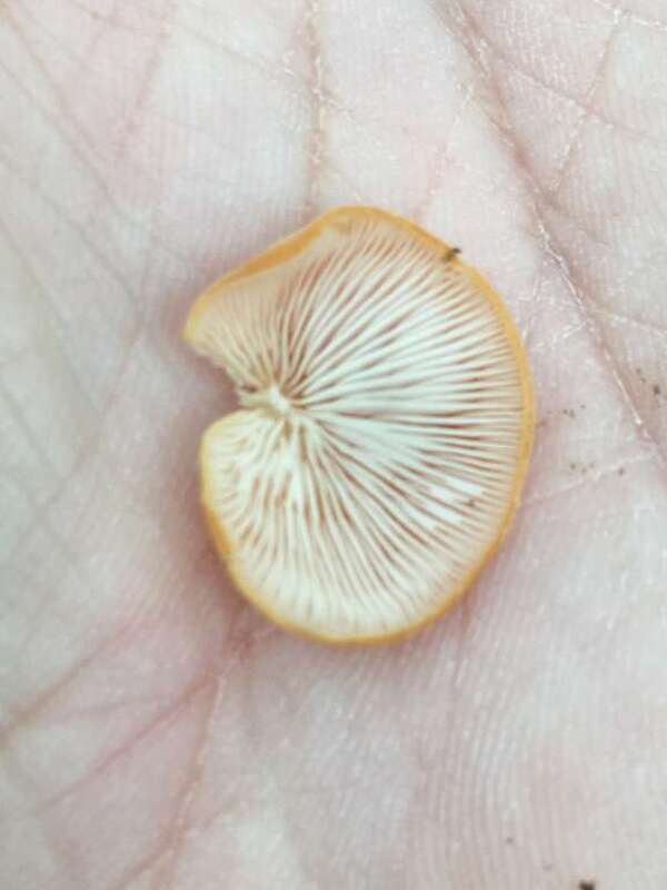 Saffron Crep (Crepidotus crocophyllus)