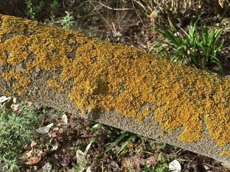 Growth of Crustose lichen on a tree