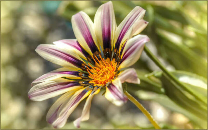 500px provided description: Defeating the drought with elegance: lovely Gazania. [#nature ,#macro ,#warm ,#purple ,#sunny ,#violet ,#gazania ,#daisy-like ,#treasure flower ,#frumusete ,#ivory petals ,#floare salbatica]