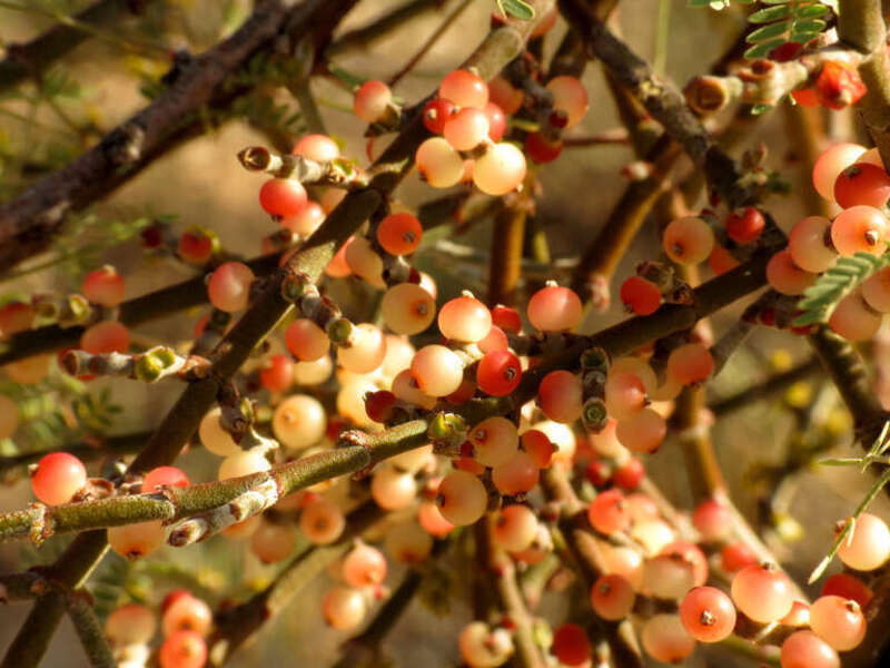 Phoradendron californicum.  Tohono Chul Park, Tucson, Arizona, USA.
