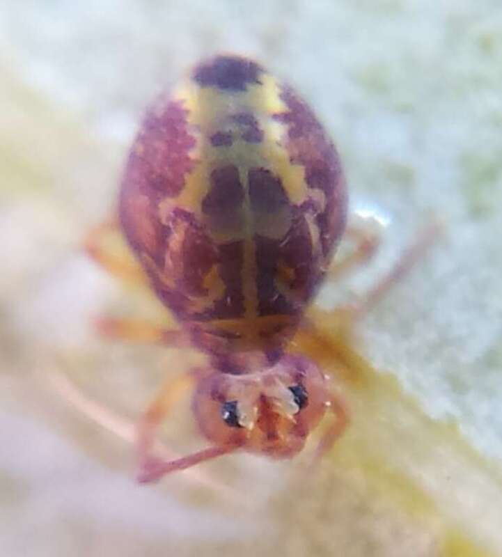 Dicyrtomina minuta