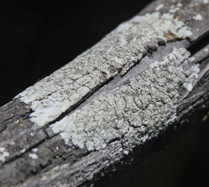 White Pleated Lichen (Diploicia canescens)