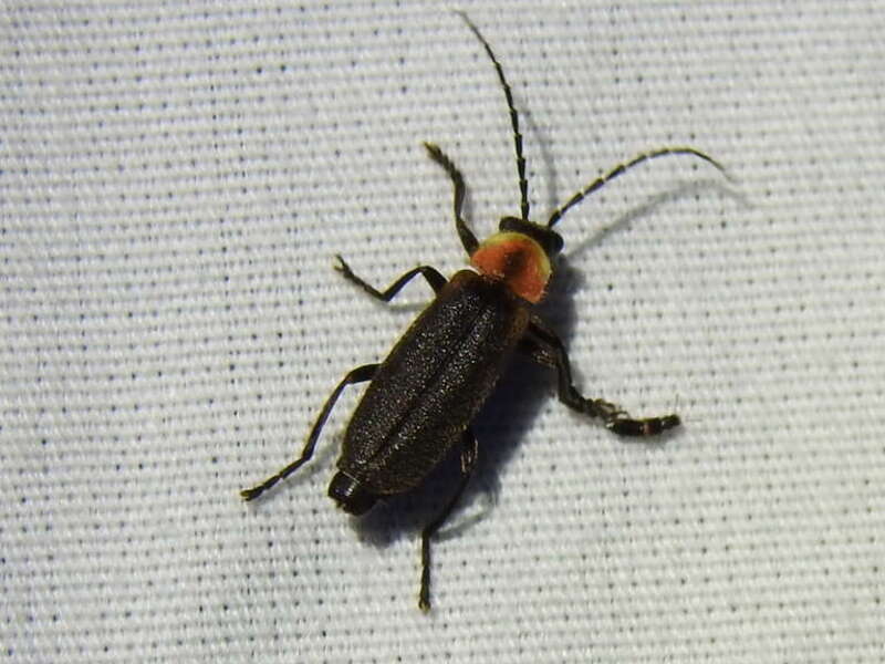 Discodon planicolle. Species of insect.