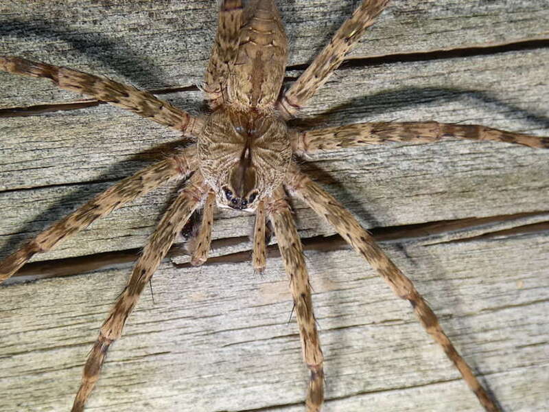 White-banded Fishing Spider (Dolomedes albineus)