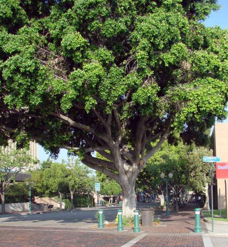 (1 in a multiple picture set)
Redlands, CA, corner of  7th St. and State looking west.