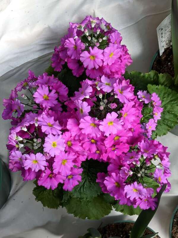 The 2019 Dutch Connection at George Eastman Museum