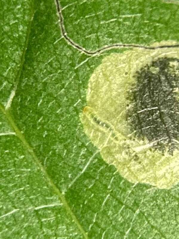 Ectoedemia nyssaefoliella, a species of insect and associated leaf mine.