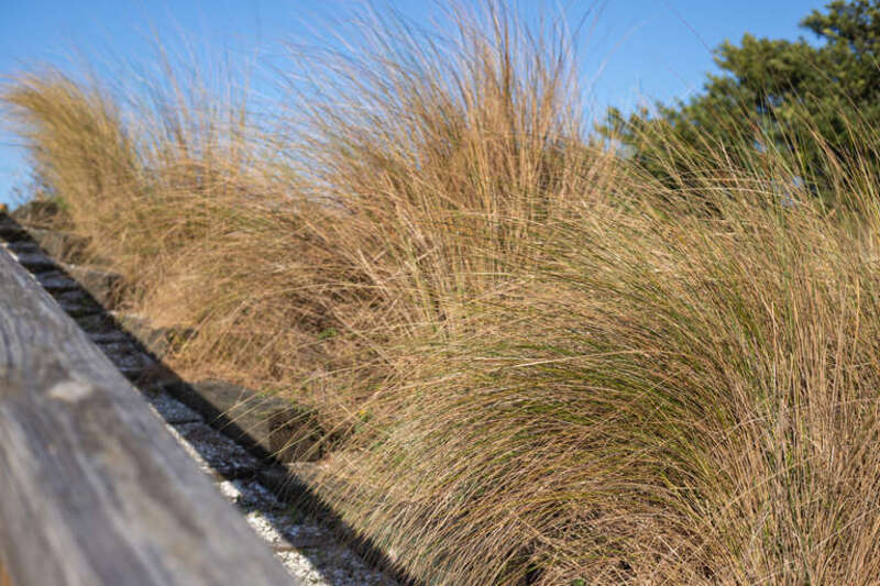 Sea grass, Emerson Point Preserve, Palmetto, Florida.