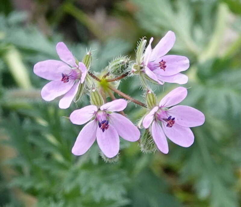 common stork's-bill (Erodium cicutarium)