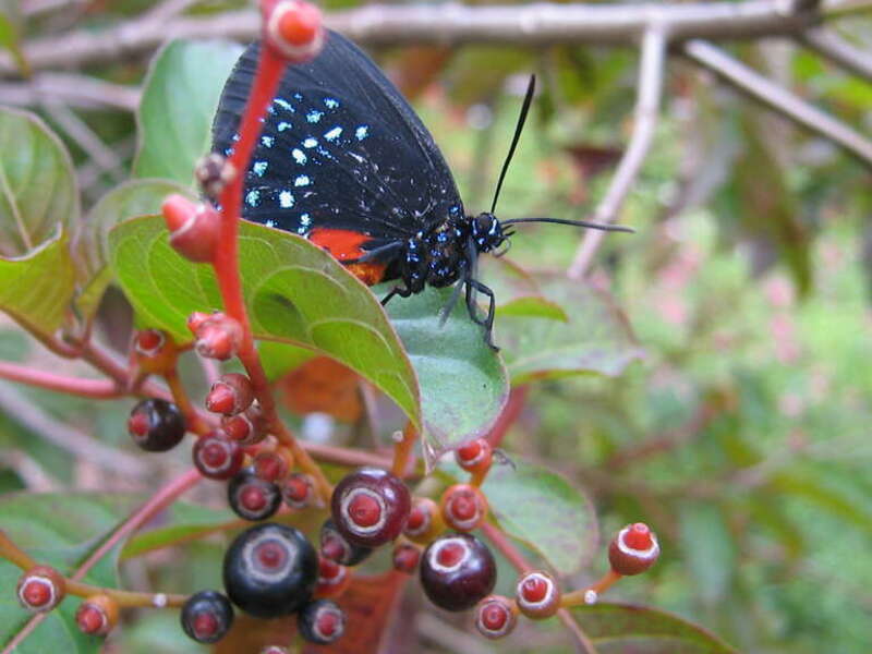 An atala butterfly Eumaeus atala sitting in a fire bush Hamelia patens. Image taken in Secret Woods Nature Center.