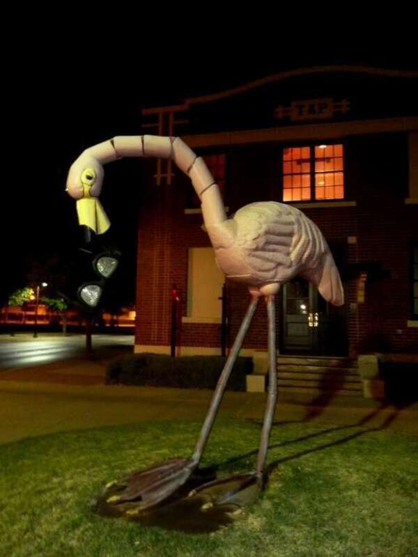 Flamingo are Bigger in Texas, Abilene, TX, 2011