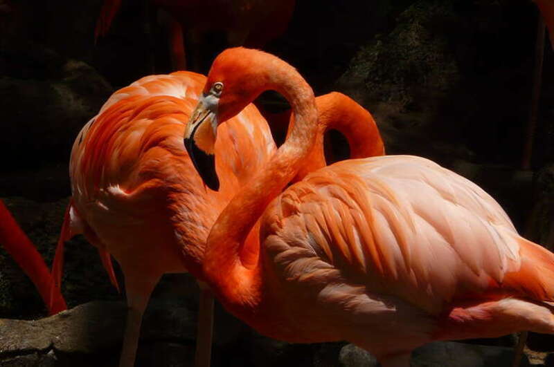 Flamingos at the Audobon Zoo