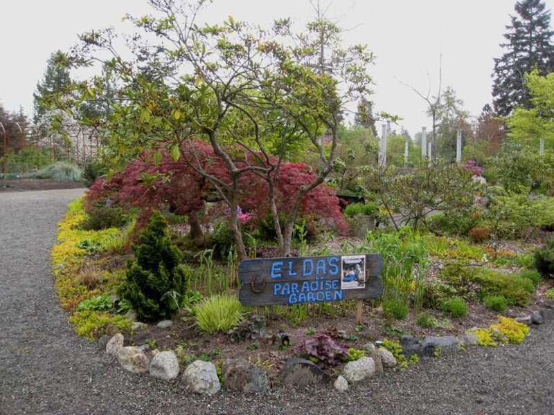 More about Elda Behm's Paradise Garden
www.highlinegarden.org/gdn_EBPG.html
I visited Highline SeaTac Botanical Garden, it was a hidden treasure, located very near SeaTac airport. 
www.highlinegarden.org/

grdn 043