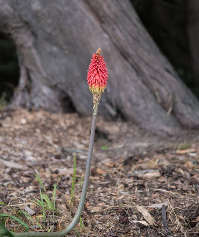 Flower, Sutro Park, San Francisco