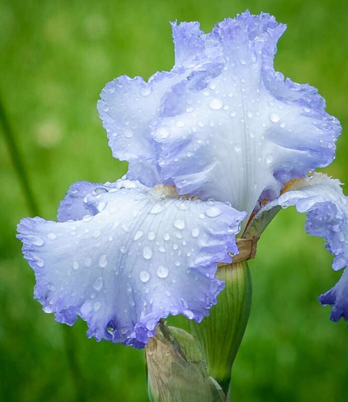 
500px provided description: After the rain [#Nature ,#Flowers ,#Massachusetts]