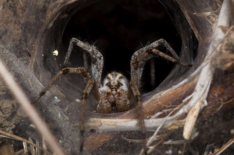 A spider photo taken in Alum Rock Park in California. The photographer gently used a tuning fork on the den to lure the spider out.