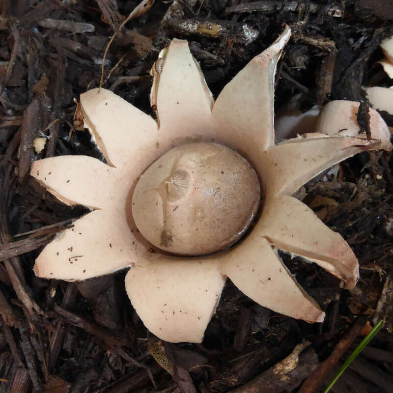 rounded earthstar (Geastrum saccatum)