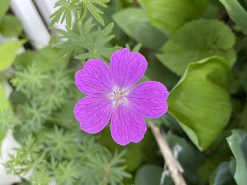Geranium Sanguineum blooming flower taken in Portland, Maine.