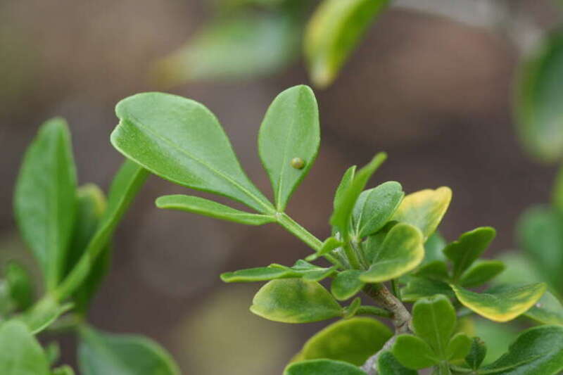 Giant swallowtail (Papilio cresphontes) egg on unknown plant