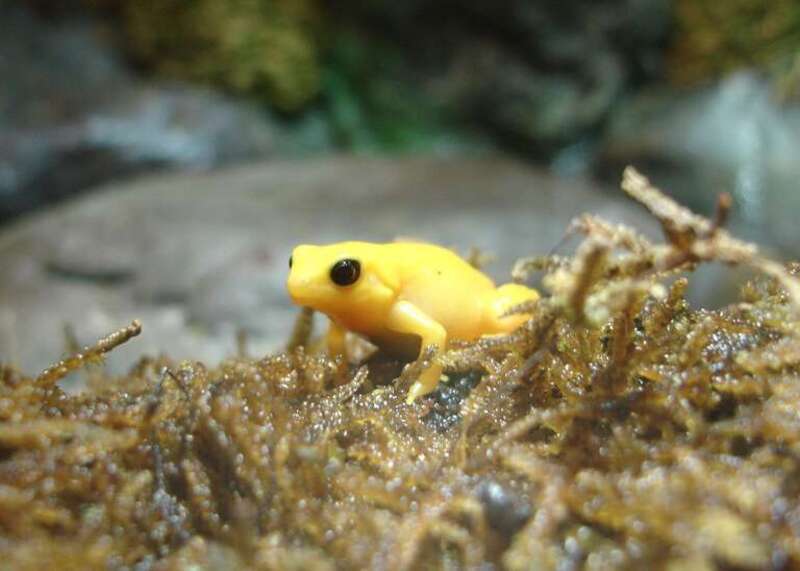 Golden mantella frogs are native to Madagascar. They belong to a group (Mantellinae) that is strikingly convergent with the dart-poison frogs of Central and South America (Dendrobatidae). That is, they aren't closely related to Dendrobatids, but have