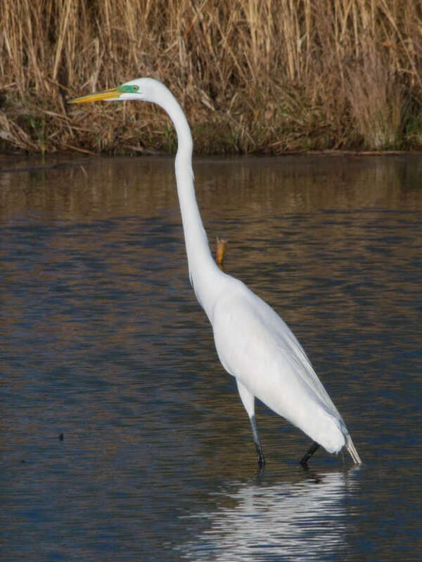 Great egret (Ardea alba) in breeding plumage with bright green facial skin.