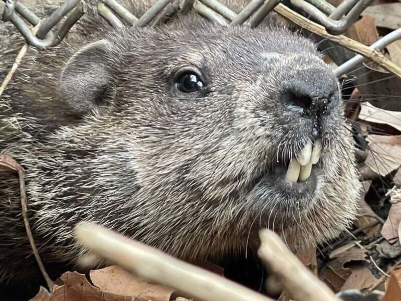 The groundhog displaying its four front incisors