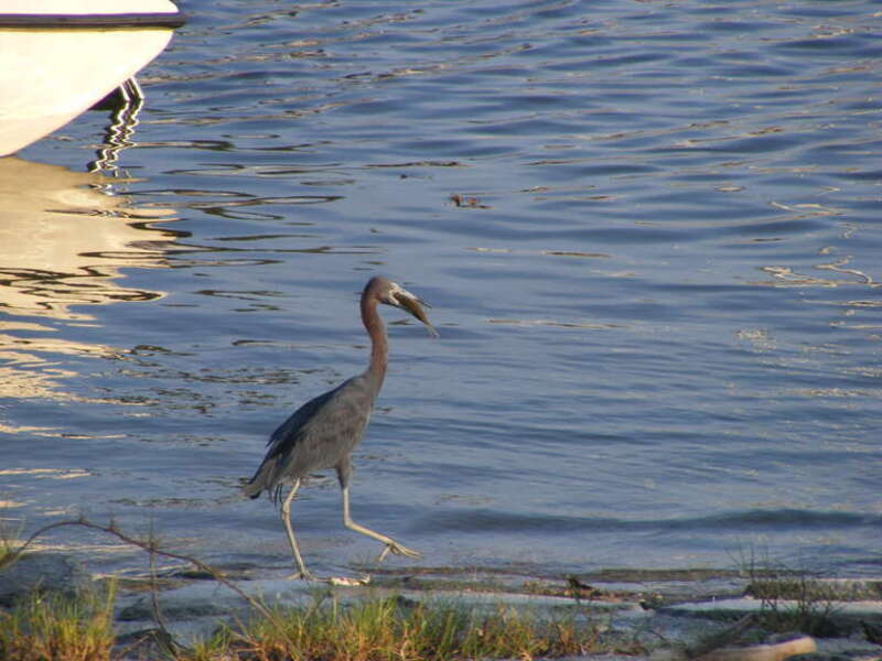 A hungry Little Blue Heron feasts on a fish in the Halifax River near Daytona Beach, Volusia County, Florida.