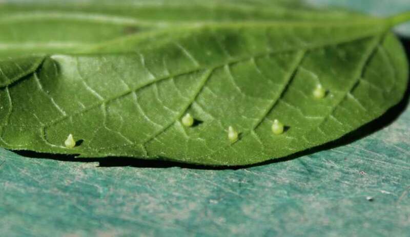 Leaf galls caused by Hackberry Barrel Gall Midge (Celticecis cupiformis), a species of insect.