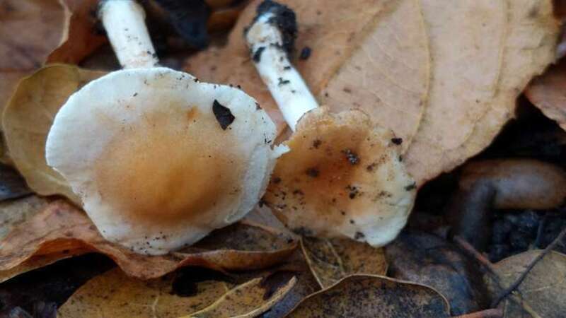 Hebeloma