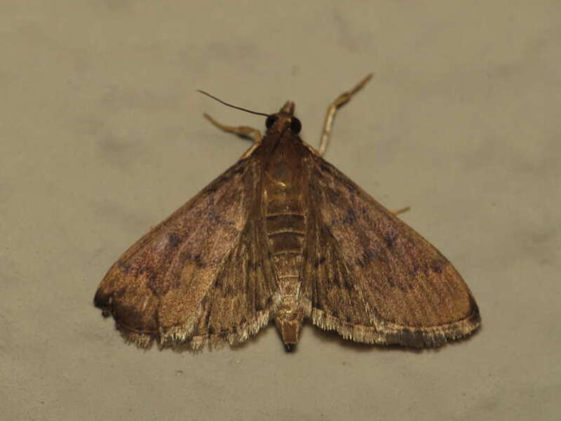 Herpetogramma phaeopteralis (Guenée, 1854), Gainesville, Florida, USA, 27 October 2014