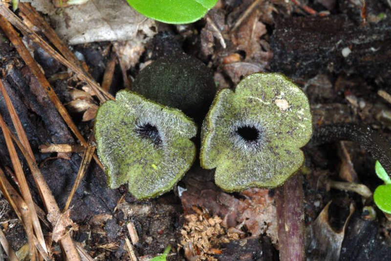 Hexastylis arifolia (Asarum arifolium)
