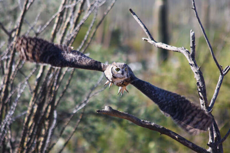 A Horned Owl takes flight at the Arizona-Sonora Desert Museum outside Tucscon.
