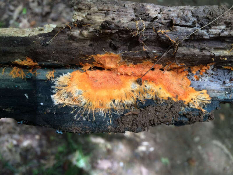 spreading yellow tooth (Hydnophlebia chrysorhiza)