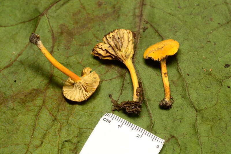 Goblet Waxcap (Hygrocybe cantharellus)