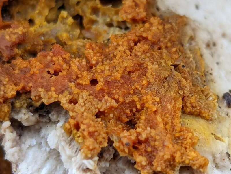 orange polypore mould (Hypomyces aurantius)