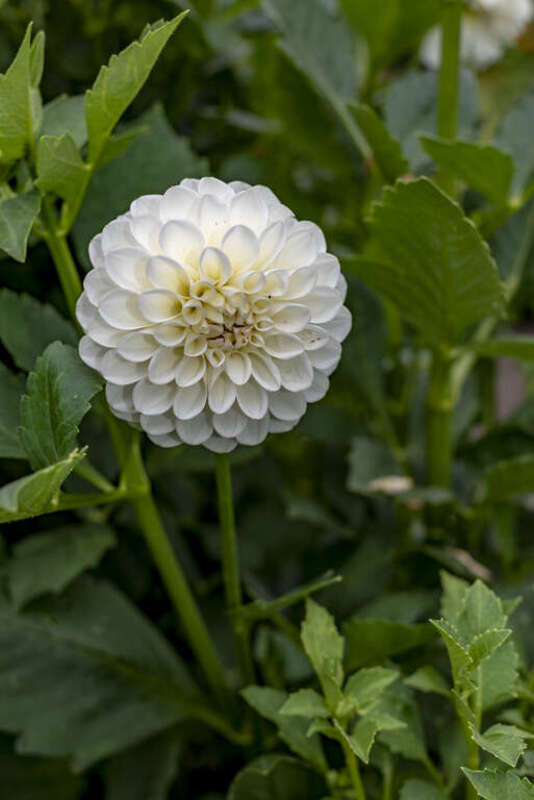 A Group 6 – Ball Dahlia. Botanical Name: Dahlia Boom Boom. One of the many flower found in mid August in Innis Woods Metro Park.
