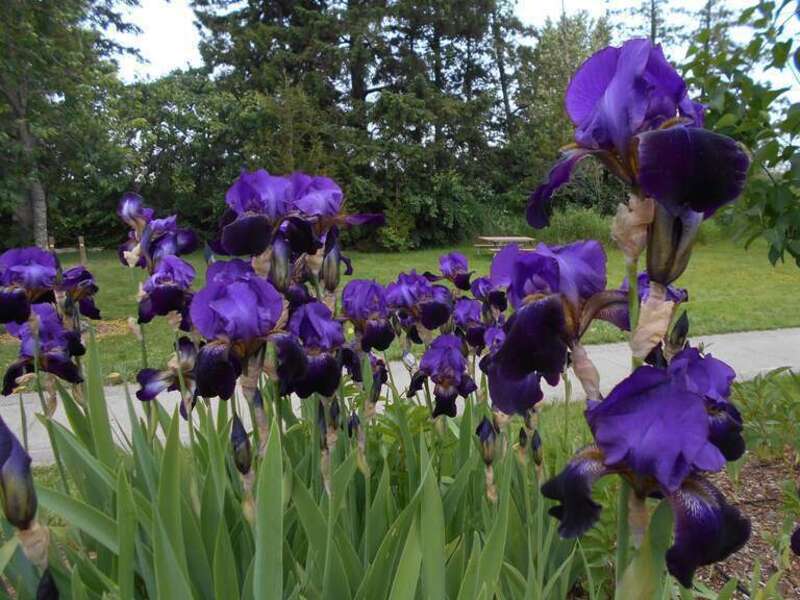 Iris flowers at Tennant Lake Park near Ferndale, WA.