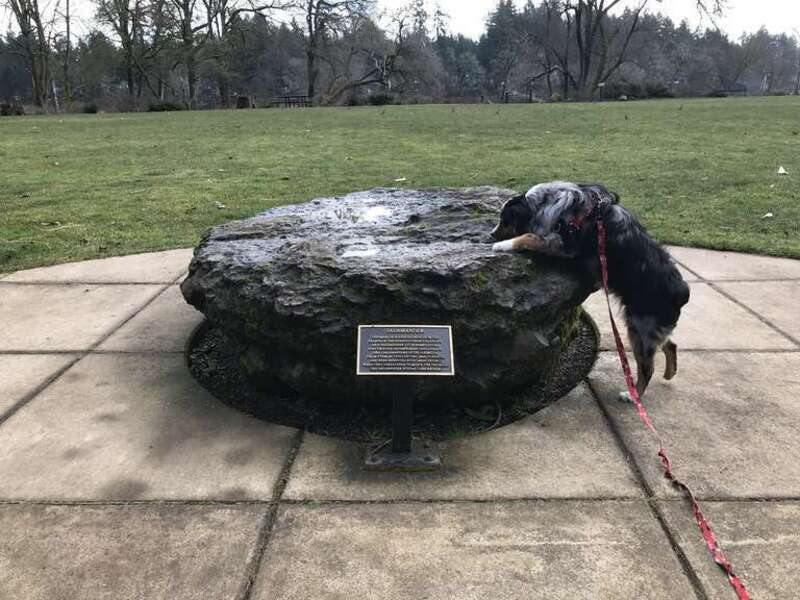 iron salamander from lake oswego