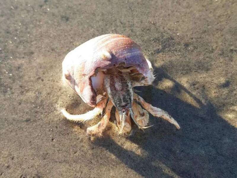 Isocheles pilosus. Species of crustacean.