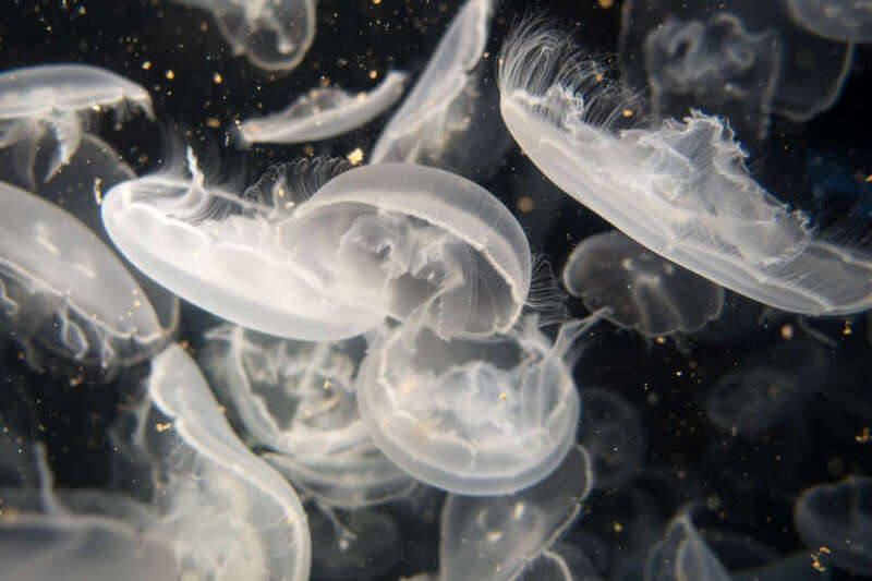 Jellys Swimming Up and Down