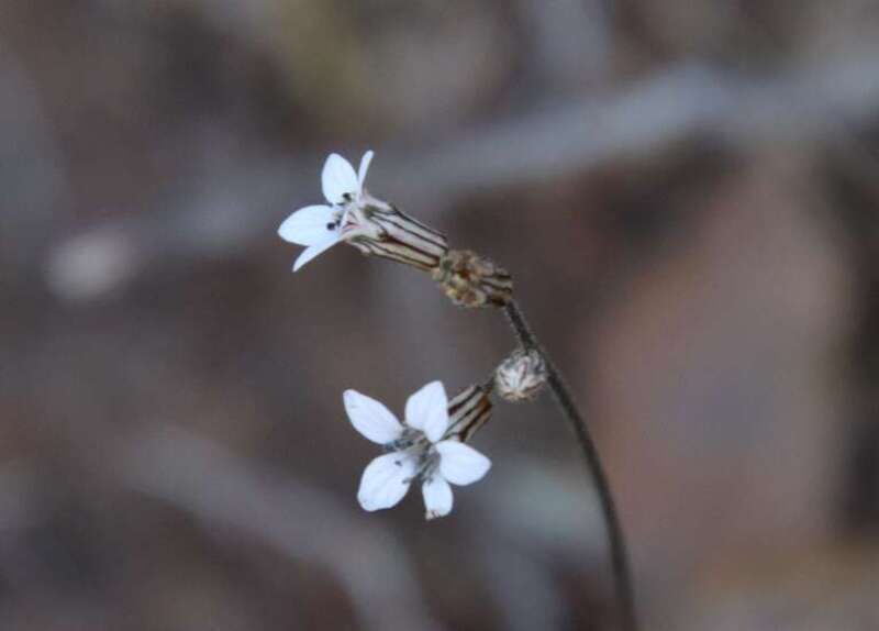 Parry's Jepsonia (Jepsonia parryi)
