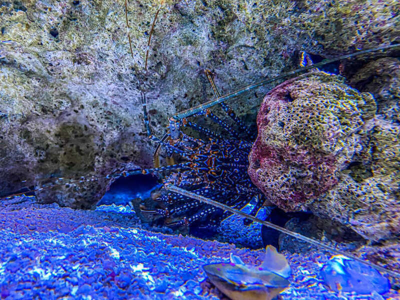 John Pennecamp Coral Reef